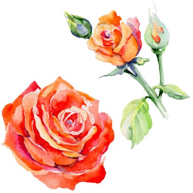 Kır çiçeği gül çiçek izole bir suluboya tarzında.