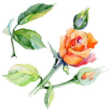 Kır çiçeği gül çiçek izole bir suluboya tarzında.