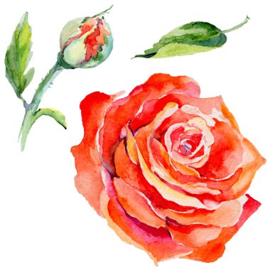 Kır çiçeği gül çiçek izole bir suluboya tarzında.