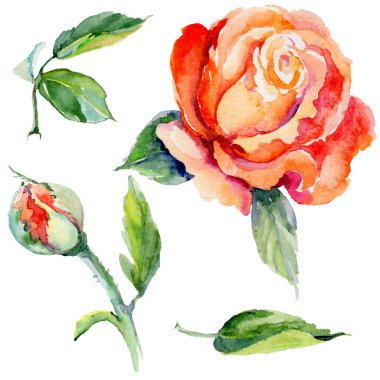 Kır çiçeği gül çiçek izole bir suluboya tarzında.