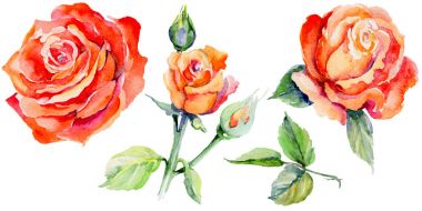 Kır çiçeği gül çiçek izole bir suluboya tarzında.