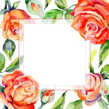 Kır çiçeği gül çiçek çerçeve suluboya tarzında.