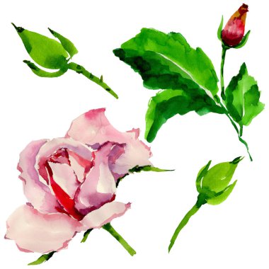 Kır çiçeği gül çiçek izole bir suluboya tarzında.