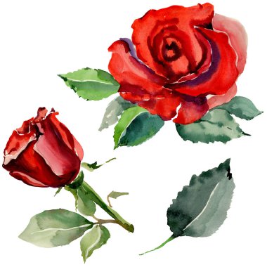 Kır çiçeği gül çiçek izole bir suluboya tarzında.