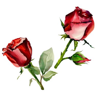 Kır çiçeği gül çiçek izole bir suluboya tarzında.