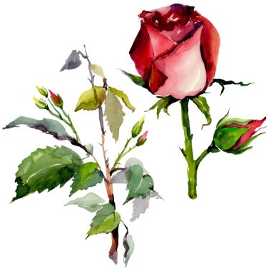 Kır çiçeği gül çiçek izole bir suluboya tarzında.