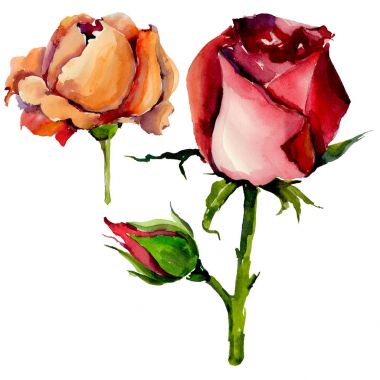 Kır çiçeği gül çiçek izole bir suluboya tarzında.