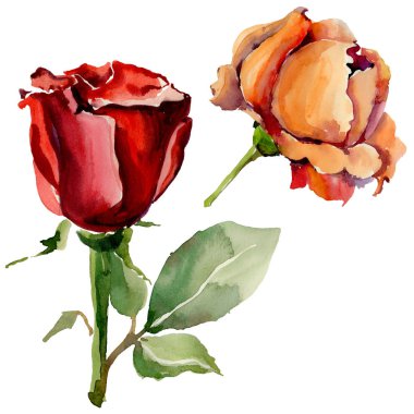 Kır çiçeği gül çiçek izole bir suluboya tarzında.