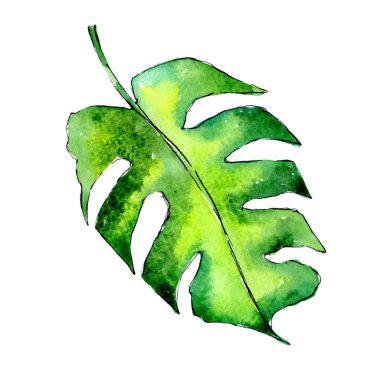 Tropikal Hawaii palmiye ağacı izole bir suluboya tarzında bırakır..