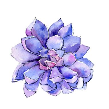 Tropikal Hawaii aloe ağaç izole bir suluboya tarzında yaprak..