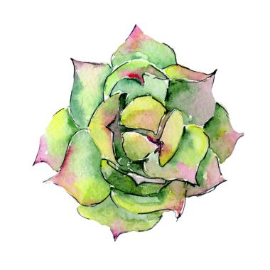 Tropikal Hawaii aloe ağaç izole bir suluboya tarzında yaprak..