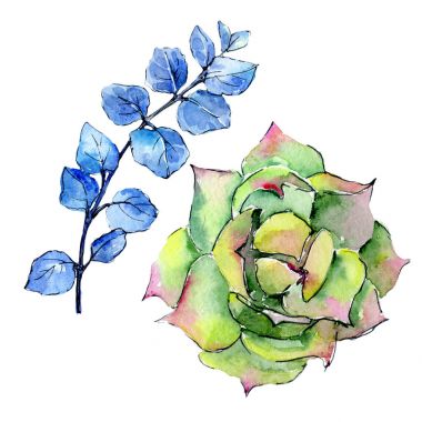 Tropikal Hawaii aloe ağaç izole bir suluboya tarzında yaprak..