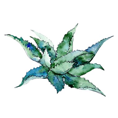 Tropikal Hawaii aloe ağaç izole bir suluboya tarzında yaprak..