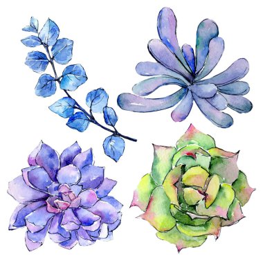 Tropikal Hawaii aloe ağaç izole bir suluboya tarzında yaprak..