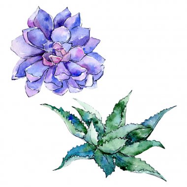 Tropikal Hawaii aloe ağaç izole bir suluboya tarzında yaprak..