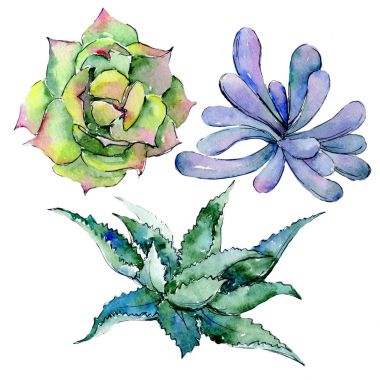 Tropikal Hawaii aloe ağaç izole bir suluboya tarzında yaprak..