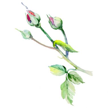 Kır çiçeği rosa çiçek izole bir suluboya tarzında.