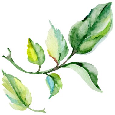 Kır çiçeği rosa çiçek izole bir suluboya tarzında.