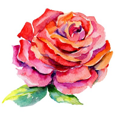 Kır çiçeği rosa çiçek izole bir suluboya tarzında.