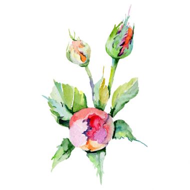 Kır çiçeği rosa çiçek izole bir suluboya tarzında.