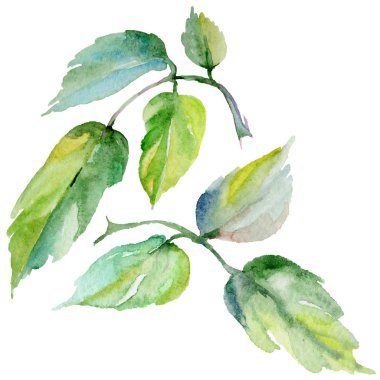 Kır çiçeği rosa çiçek izole bir suluboya tarzında.