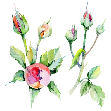 Kır çiçeği rosa çiçek izole bir suluboya tarzında.