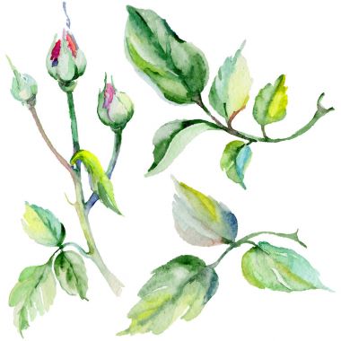 Kır çiçeği rosa çiçek izole bir suluboya tarzında.