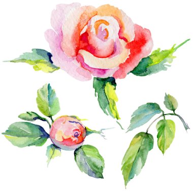 Kır çiçeği rosa çiçek izole bir suluboya tarzında.