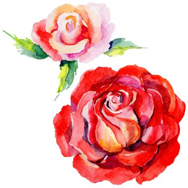 Kır çiçeği rosa çiçek izole bir suluboya tarzında.