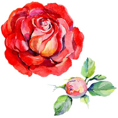 Kır çiçeği rosa çiçek izole bir suluboya tarzında.