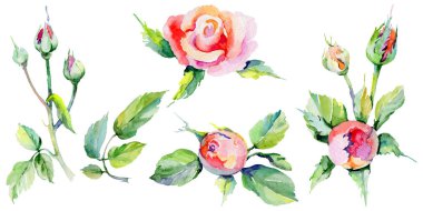 Kır çiçeği rosa çiçek izole bir suluboya tarzında.