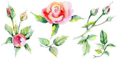 Kır çiçeği rosa çiçek izole bir suluboya tarzında.