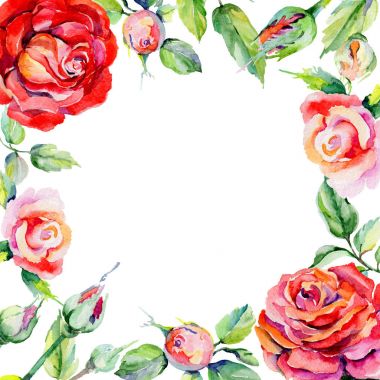 Kır çiçeği rosa çiçek çerçeve suluboya tarzında.