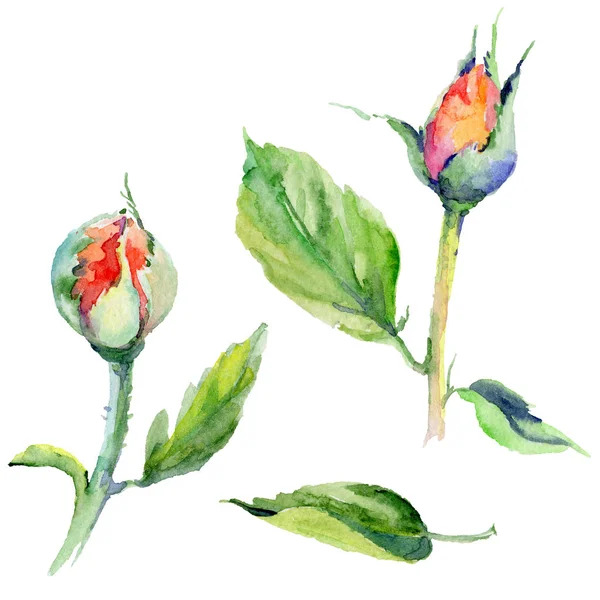 Kır çiçeği gül çiçek izole bir suluboya tarzında.