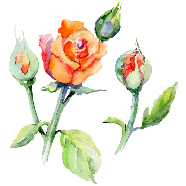 Kır çiçeği gül çiçek izole bir suluboya tarzında.