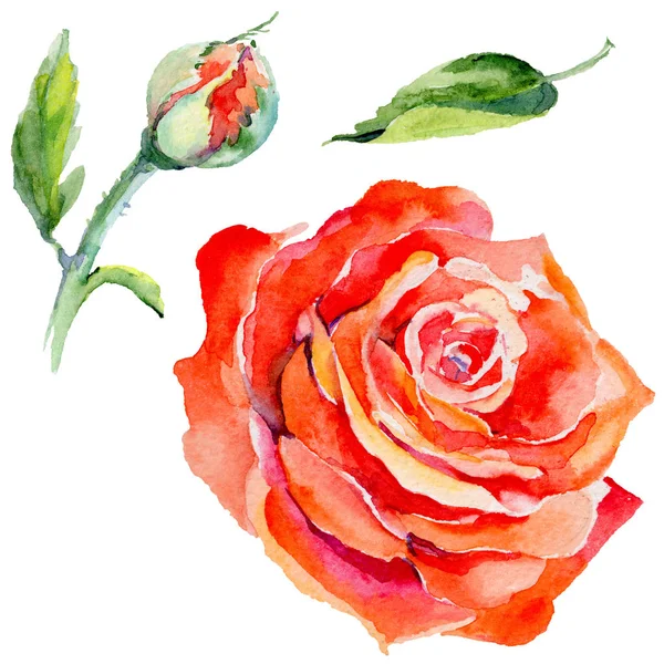 Kır çiçeği gül çiçek izole bir suluboya tarzında.