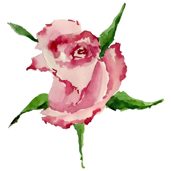 Kır çiçeği gül çiçek izole bir suluboya tarzında.