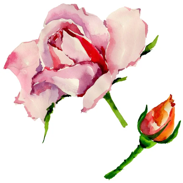 Kır çiçeği gül çiçek izole bir suluboya tarzında.