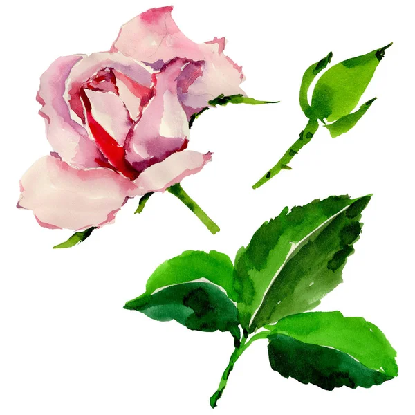 Kır çiçeği gül çiçek izole bir suluboya tarzında.