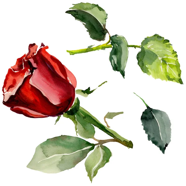 Kır çiçeği gül çiçek izole bir suluboya tarzında.