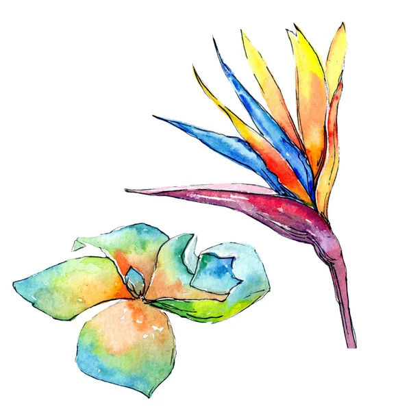 Tropikal Hawaii palmiye ağacı izole bir suluboya tarzında bırakır..