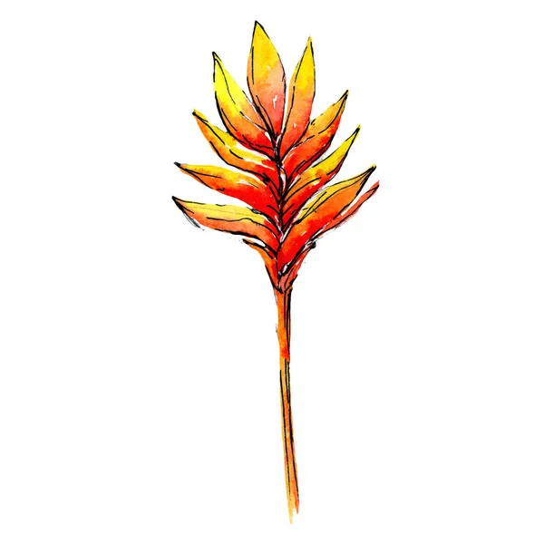 Tropische Hawaii Blätter Palme in einem Aquarell-Stil isoliert. — Stockfoto