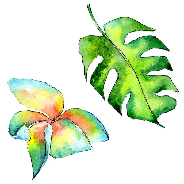 Tropische Hawaii Blätter Palme in einem Aquarell-Stil isoliert. — Stockfoto