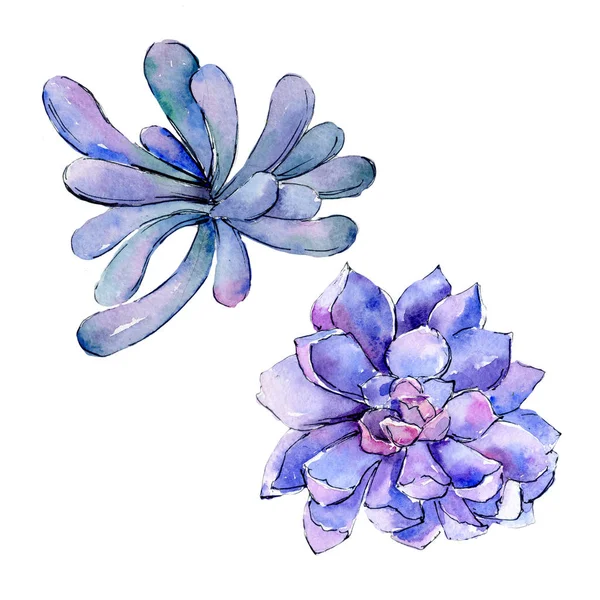 Tropikal Hawaii aloe ağaç izole bir suluboya tarzında yaprak..