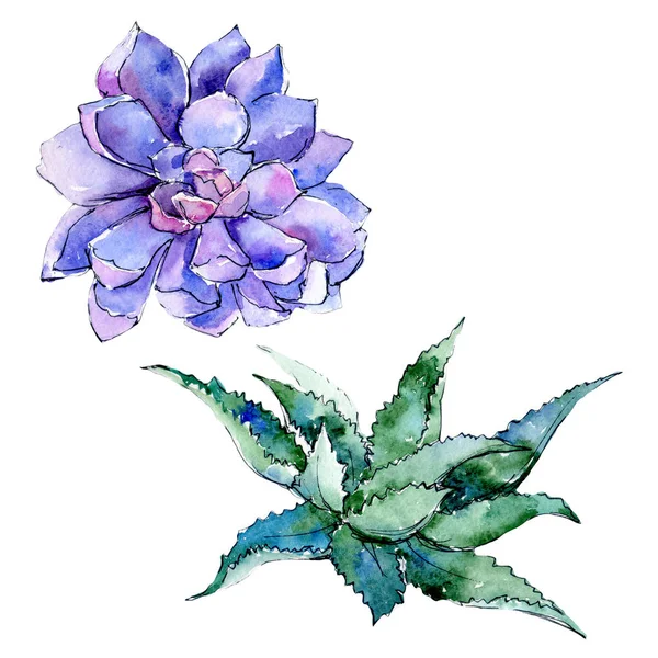 Tropikal Hawaii aloe ağaç izole bir suluboya tarzında yaprak..