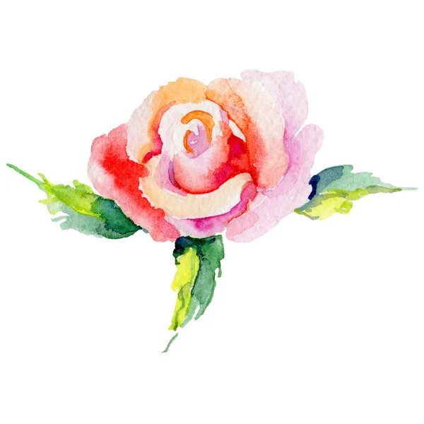 Wildflower rosa bloem in een aquarel stijl geïsoleerd. — Stockfoto