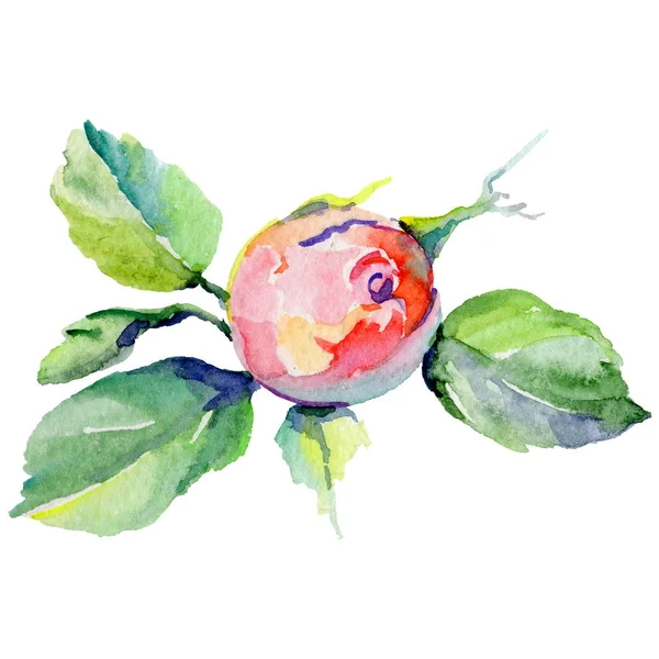 Fleur de rosa sauvage dans un style aquarelle isolé . — Photo