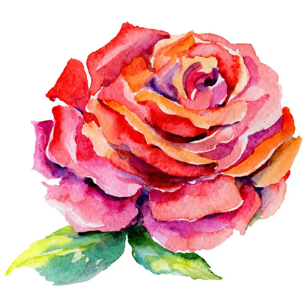 Kır çiçeği rosa çiçek izole bir suluboya tarzında.