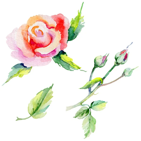 Kır çiçeği rosa çiçek izole bir suluboya tarzında.