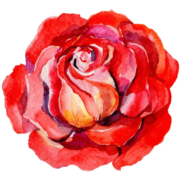 Vadvirág rosa virág elszigetelt akvarell stílusú. — Stock Fotó